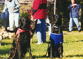 Candy the Flat Coat Retriever